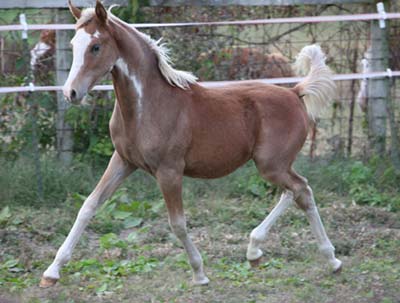HorseID: 1487994 Khoda Khrome NB - PhotoID: 470915 -  2010-02-15 Days Left: 6