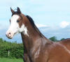 Khause A Scene, 2005 Purebred Arabian Colt